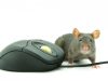 Des rats dans vos locaux ? Contactez vite des professionnels de la dératisation pour préserver votre matériel informatique !